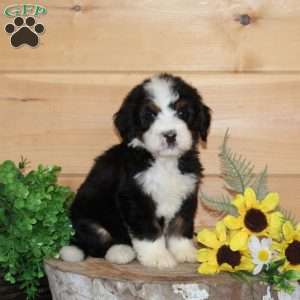 Black Berry – F1, Bernedoodle Puppy